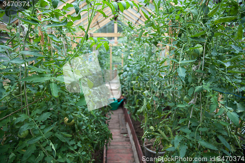 Image of Vegetable greenhouse