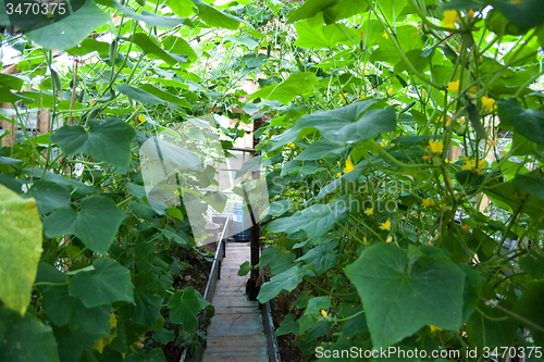 Image of Vegetable greenhouse