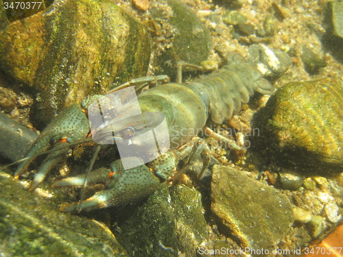 Image of river blue cancer in water