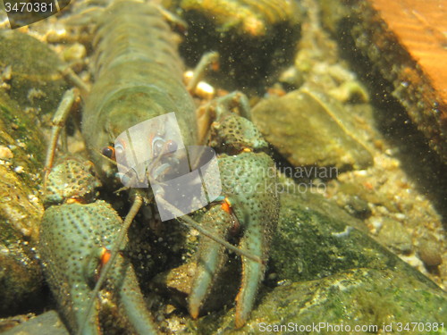 Image of river blue cancer in water