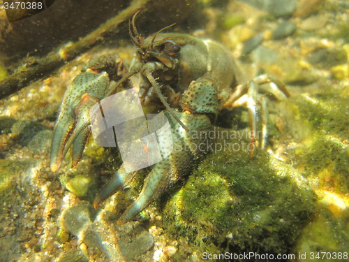 Image of river blue cancer in water