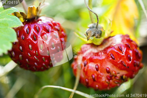 Image of Wild strawberry macro