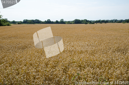 Image of Grain field