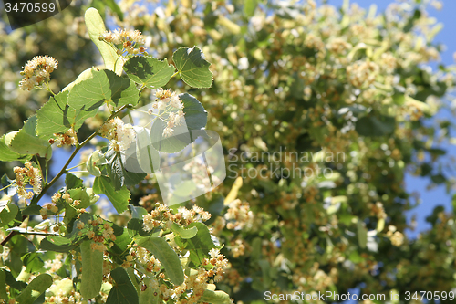 Image of basswood flowers background