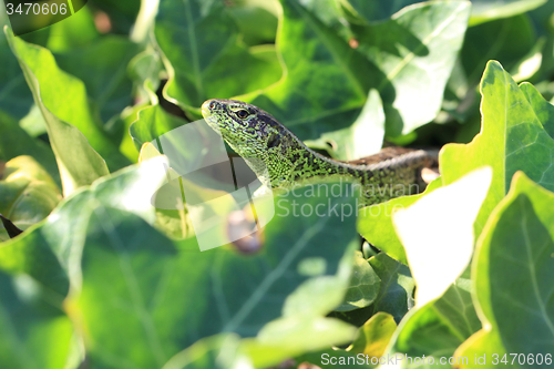 Image of green lizard