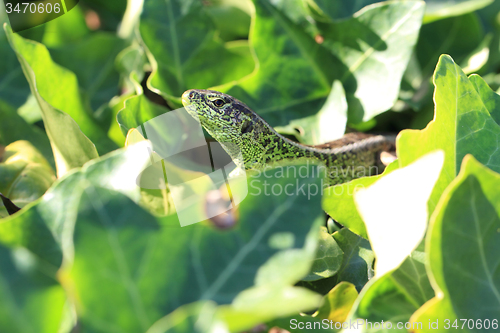 Image of green lizard