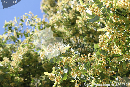 Image of basswood flowers background