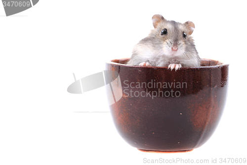 Image of dzungarian mouse