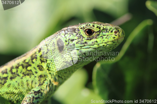 Image of green lizard
