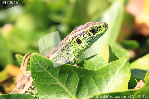 Image of green lizard