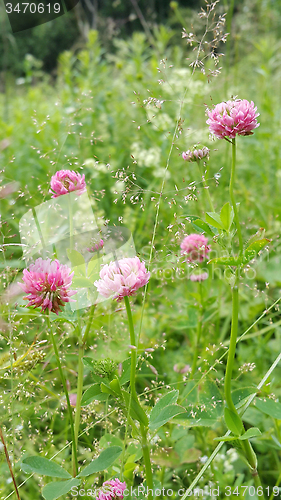 Image of Clover flowers on the field