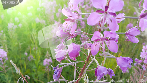 Image of Fireweed (Epilobium angustifolium) in bloom