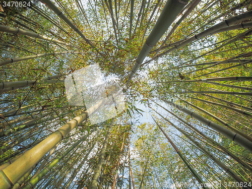Image of Bamboo tree
