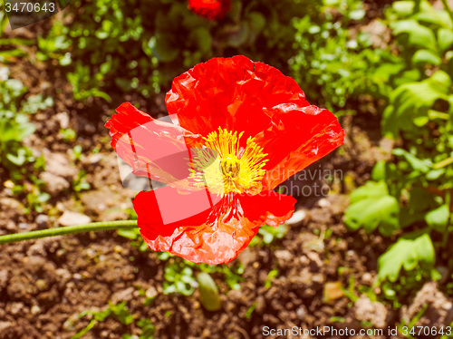 Image of Retro look Papaver flower