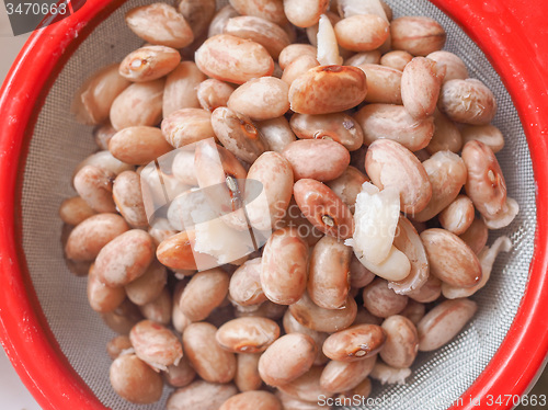 Image of Borlotti beans vegetables