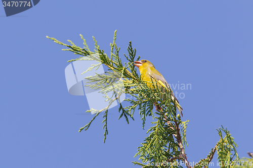 Image of European Greenfinch (Carduelis chloris)