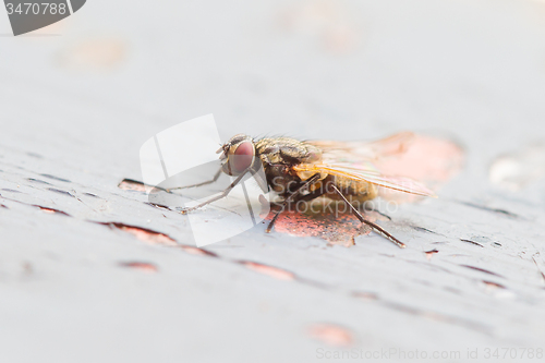 Image of Fly sitting on some old paintwork