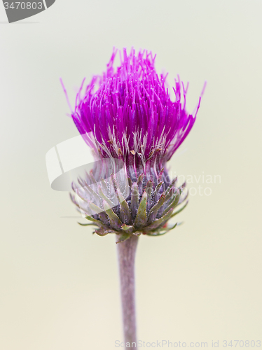 Image of Thistle flower isolated