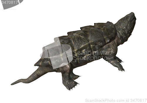 Image of Alligator Snapping Turtle