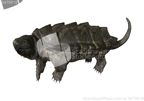 Image of Alligator Snapping Turtle