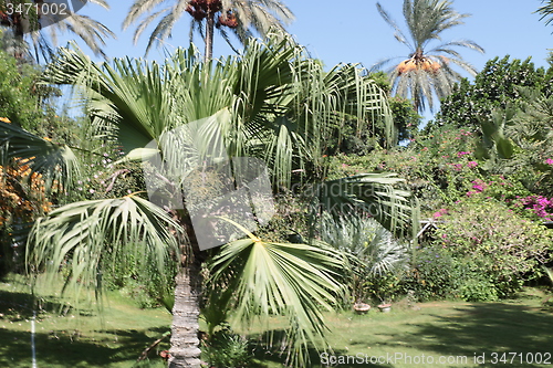 Image of Palm Trees_5731