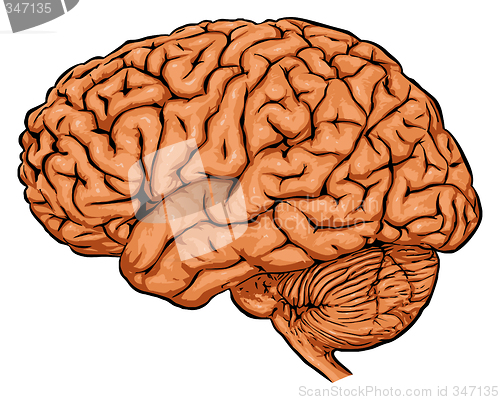 Image of brain