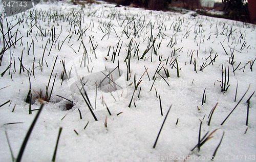 Image of snow and grass