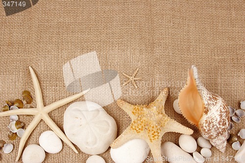 Image of Sea shells and star fish postcard