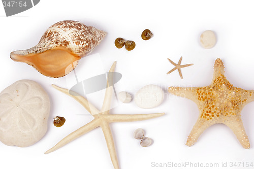 Image of Sea shell and star fish