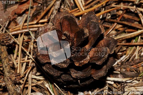 Image of pine cone