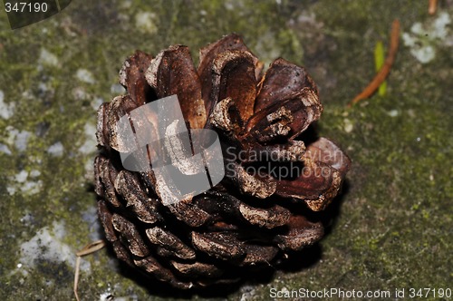 Image of pine cone