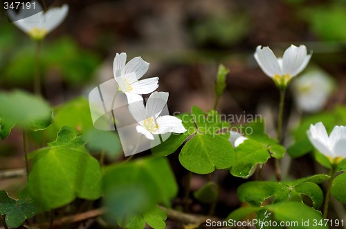 Image of common wood sorrel