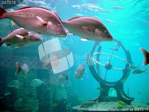 Image of Underwater view