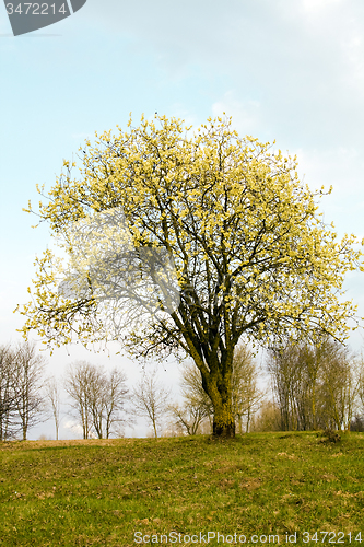 Image of tree in summer