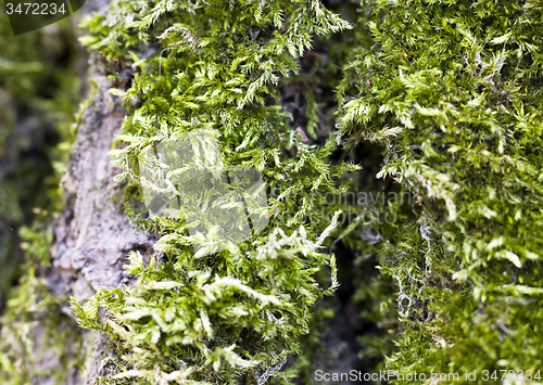 Image of Green Moss  