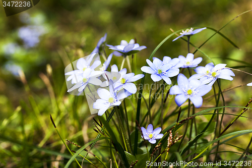 Image of spring flowers 