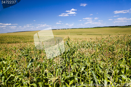Image of  grow corn