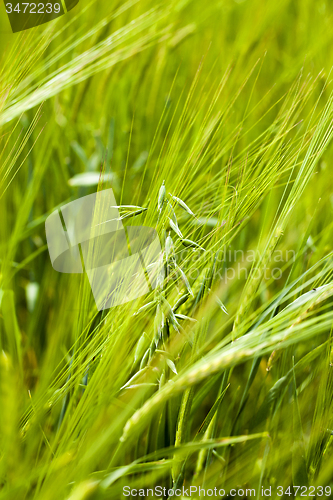 Image of green oats  