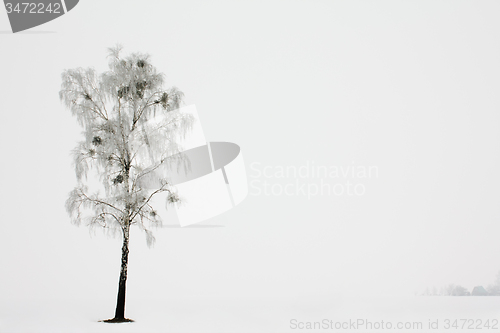 Image of tree   in winter