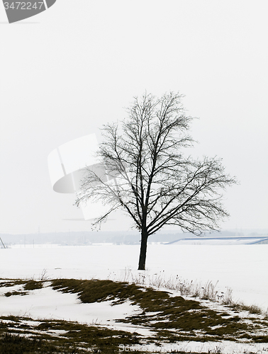 Image of tree   in winter