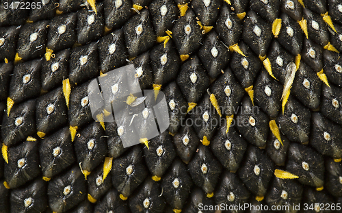 Image of sunflower seeds 