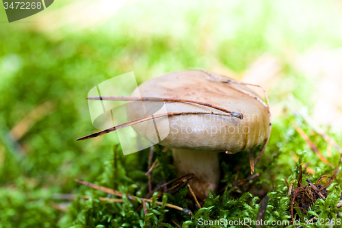 Image of red mushroom  