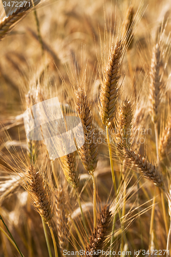 Image of  harvest company