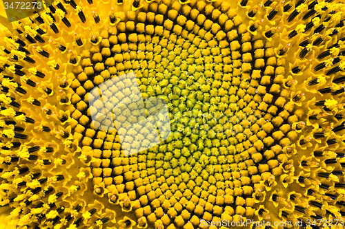 Image of  flower sunflower