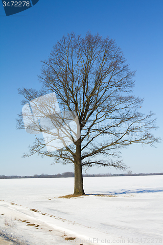 Image of tree   in winter
