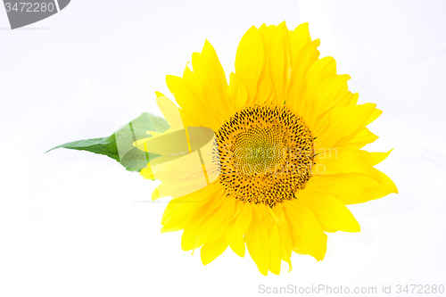 Image of  flower sunflower