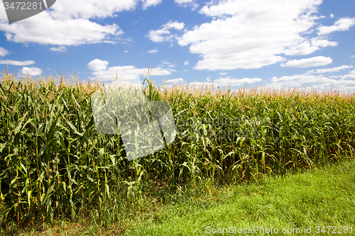 Image of  grow corn