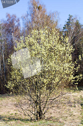 Image of   spring season  