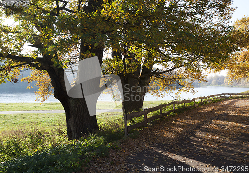 Image of   trees   in  autumn  