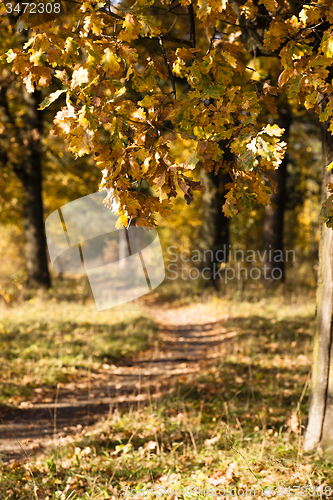 Image of trees 